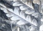 Mariopteris nervosa