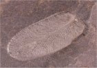 Paripteris pseudogigantea