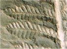 Pecopteris sp.