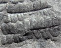 Pecopteris pennaeformis
