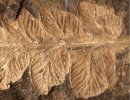 Mariopteris robusta