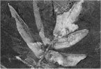 Neuropteris scheuchzeri