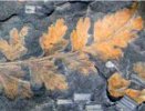 Sphenopteris spiniformis