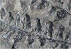Pecopteris cf. volksmannii