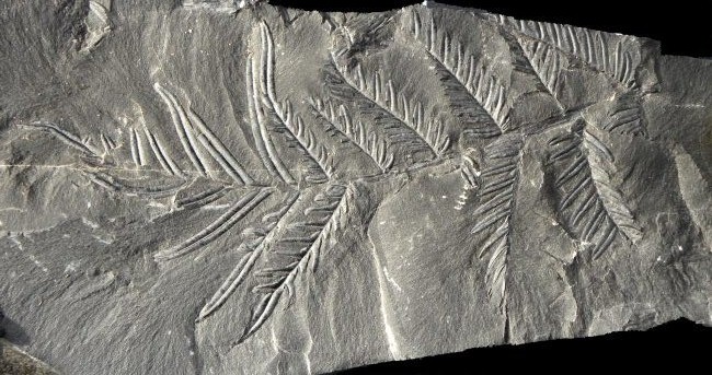 Alethopteris lonchitica