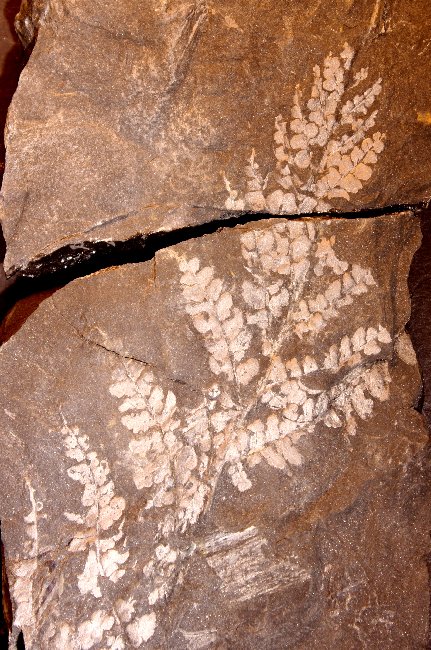 Mariopteris dernoncourtii