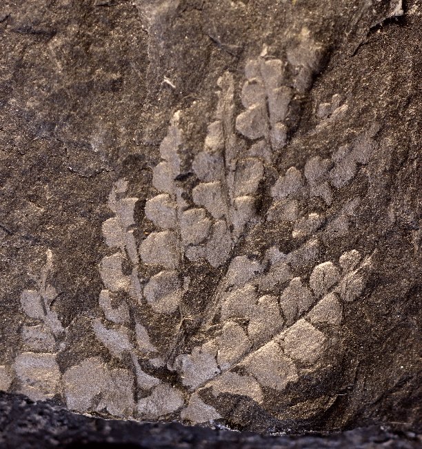 Mariopteris dernoncourtii 