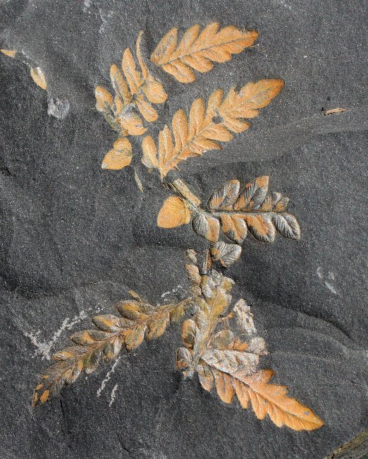 Maripteris muricata