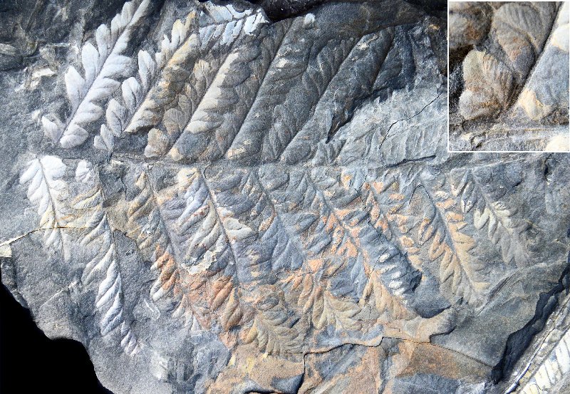 Mariopteris nervosa