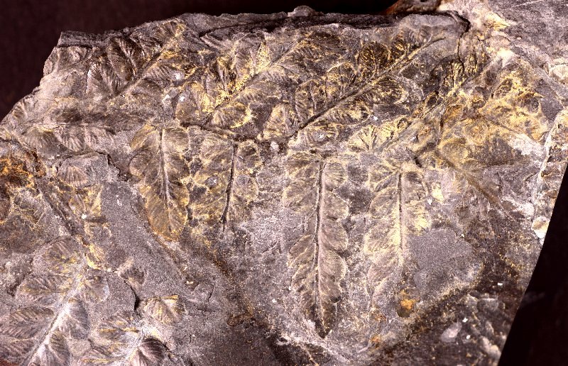 Mariopteris nervosa