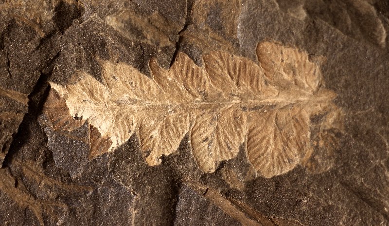 Mariopteris robusta