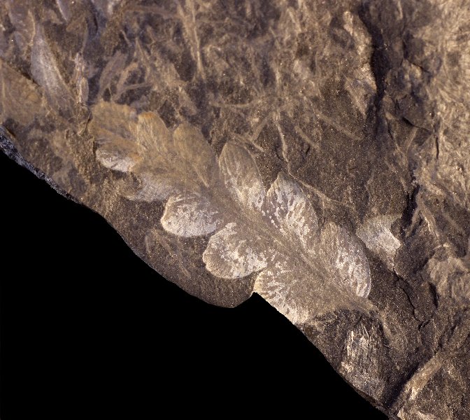 Mariopteris robusta