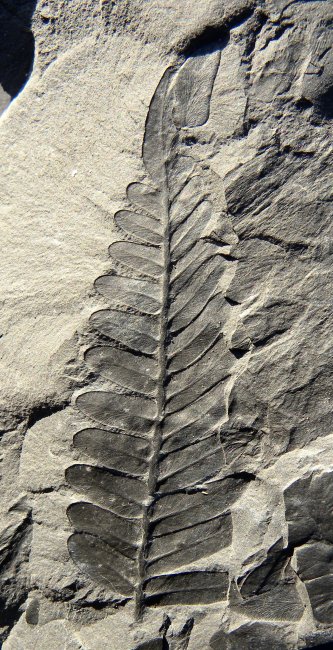 Neuralethopteris schlehanii