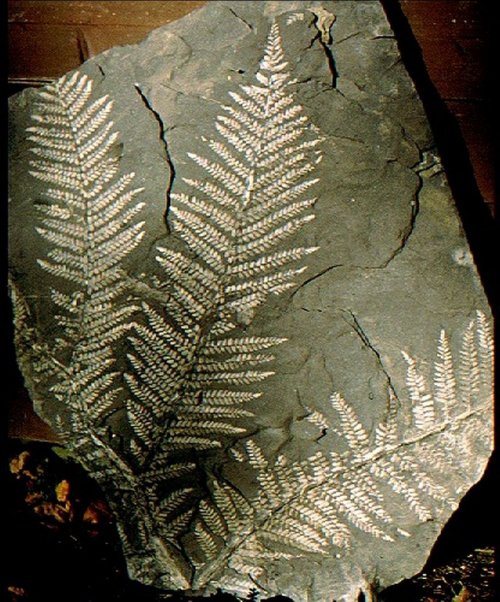 Neuropteris attenuata