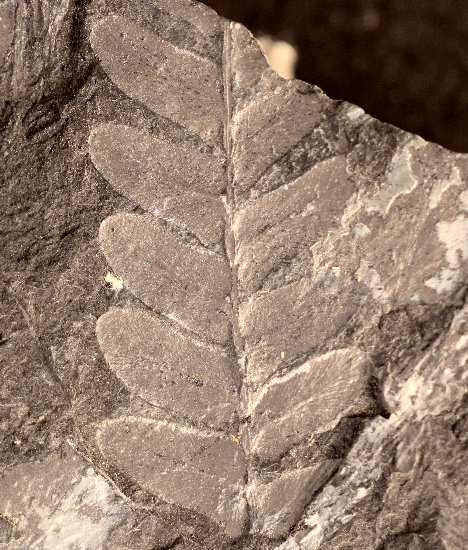 Neuropteris ovata