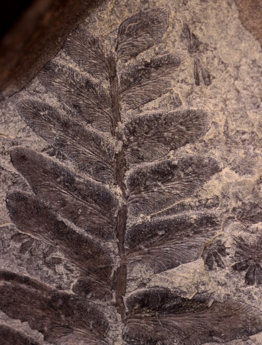 Neuropteris semireticulata