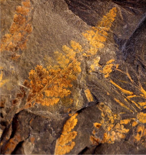 Oligocarpia (Sphenopters) brongniartii