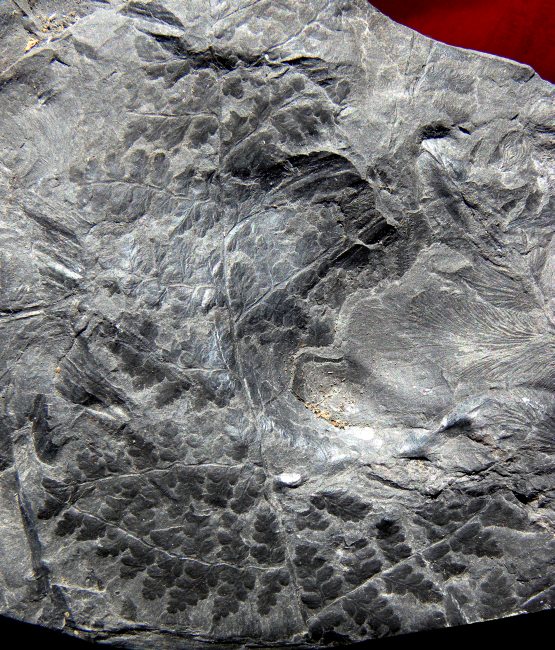 Oligocarpia (Sphenopters) brongniartii