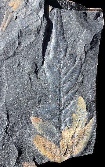 Neuropteris ovata