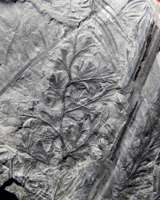 Palmatopteris furcata
