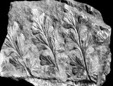 Palmatopteris sp.
