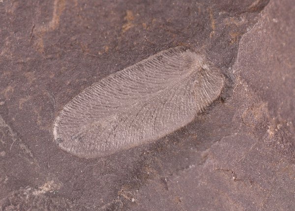 Paripteris pseudogigantea