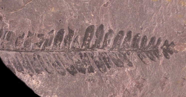 Pecopteris miltoni