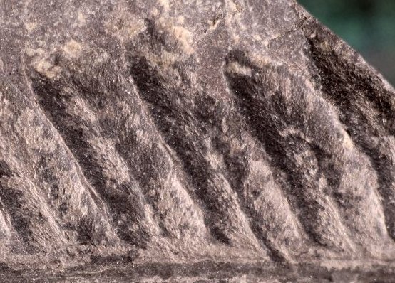 Pecopteris miltoni