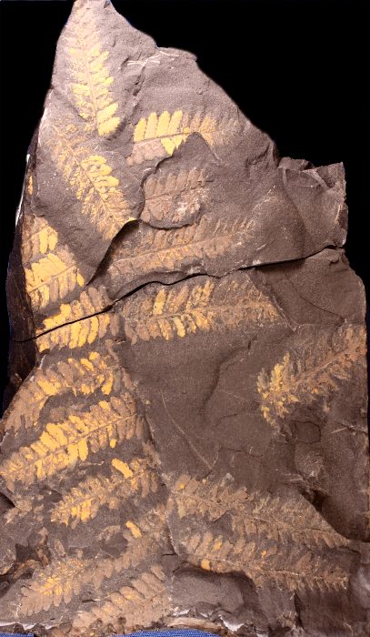 Pecopteris miltoni