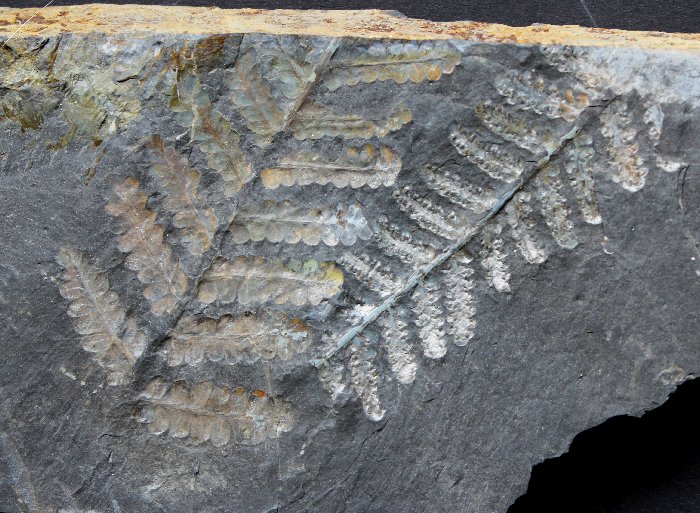 Pecopteris miltoni
