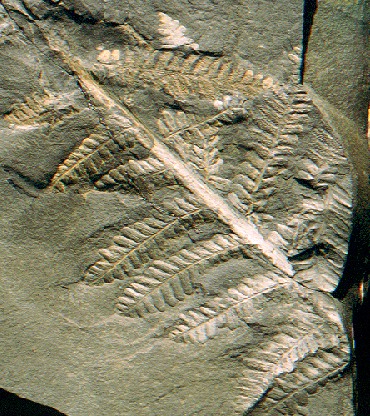Pecopteris sp.