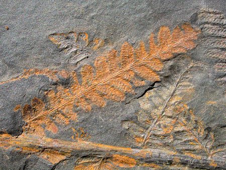 Pecopteris sp.