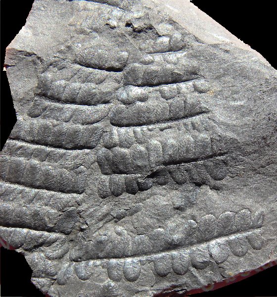 Pecopteris pennaeformis
