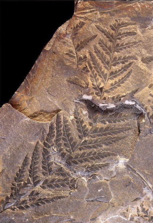 Pecopteris plumosa