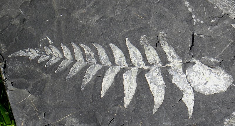 Reticulopteris muensteri