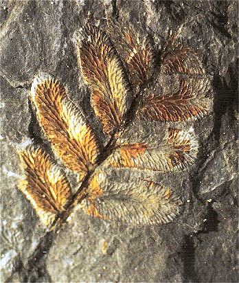 Reticulopteris m&uuml;nsteri