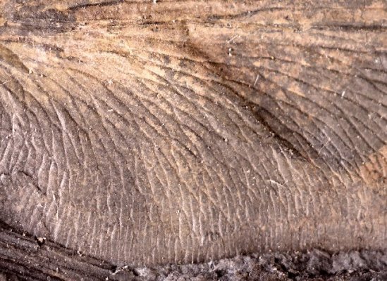 Reticulopteris muensteri