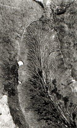 Reticulopteris m&uuml;nsteri