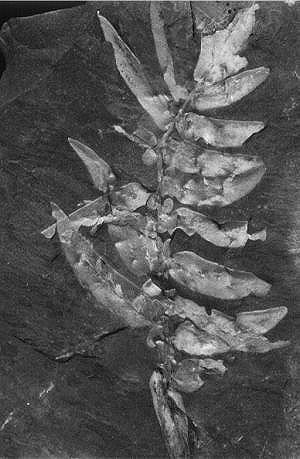 Neuropteris scheuchzeri