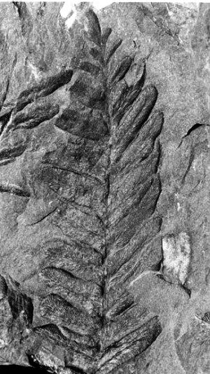 Neuropteris tenuifolia
