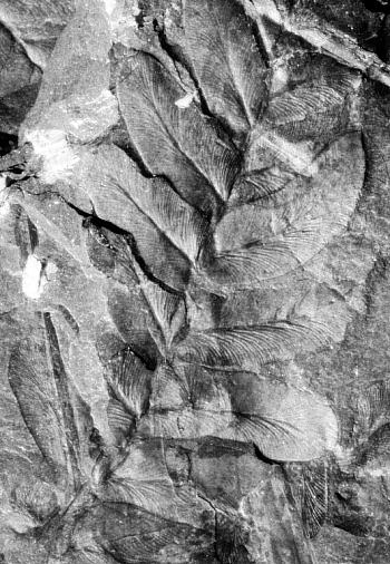 Neuropteris tenuifolia