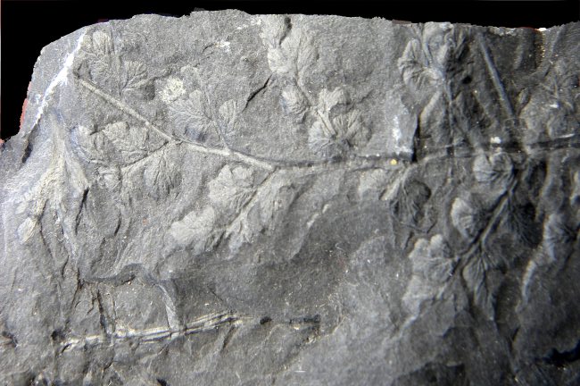 Eusphenopteris trigonophylla