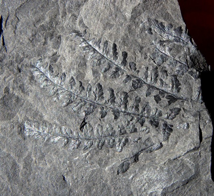 Pecopteris cf. volksmannii