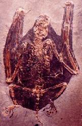 Vleermuis uit Messel