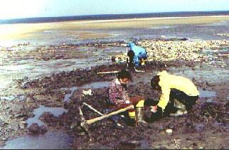 Het strand van Wissant