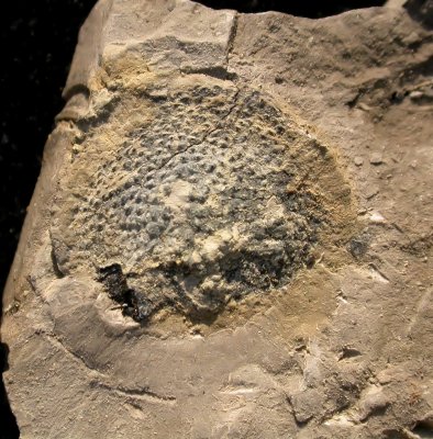 Bennetticarpus