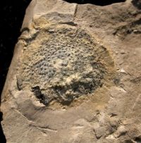 Benneticarpus