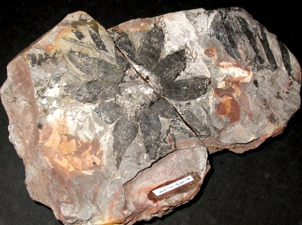Weltrichia spectabilis