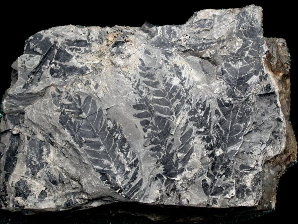 Cladophlebis denticulata