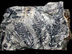 Cladophlebis denticulata